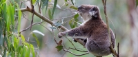 koala-front