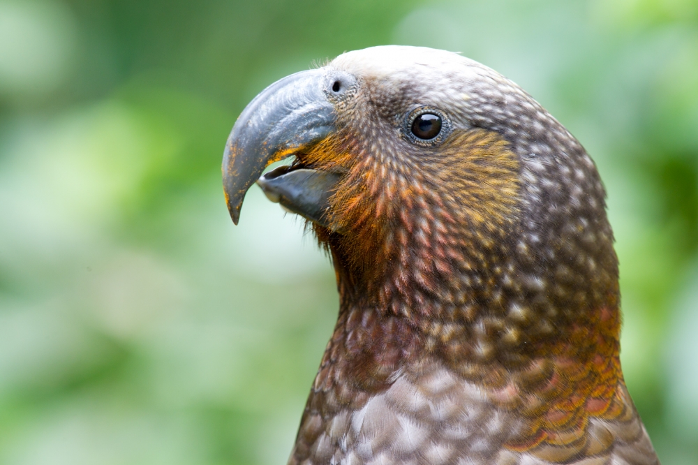 native-wildlife-of-new-zealand-laurie-ross