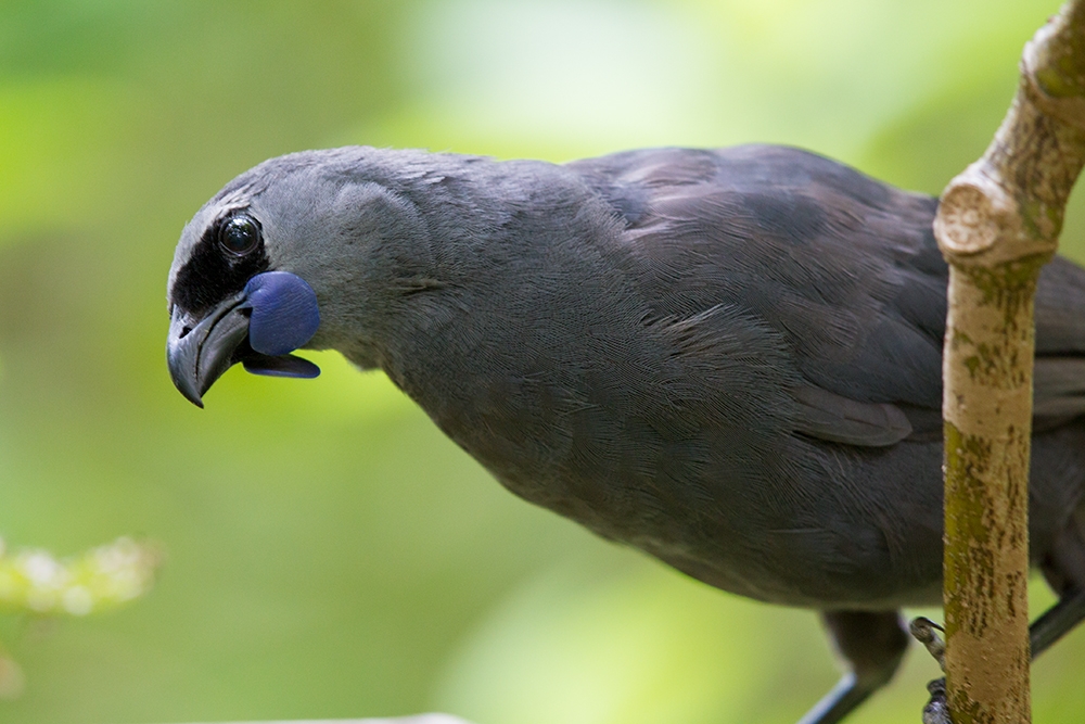 NATIVE WILDLIFE OF NEW ZEALAND @ Laurie Ross