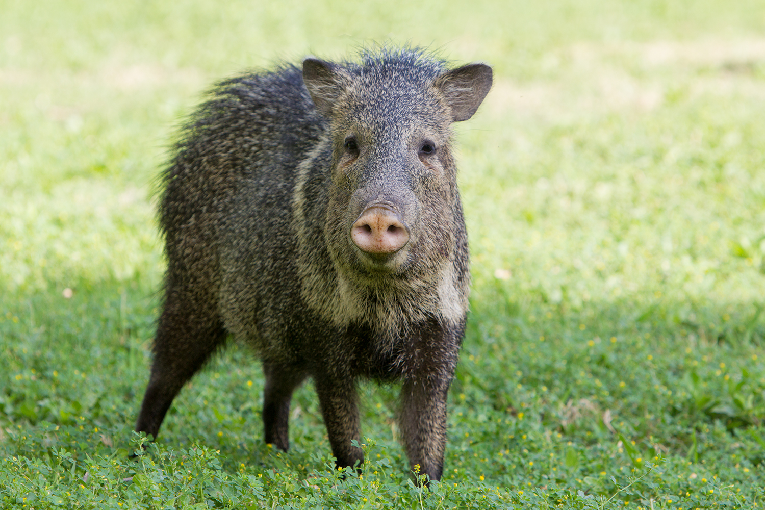 Javelina