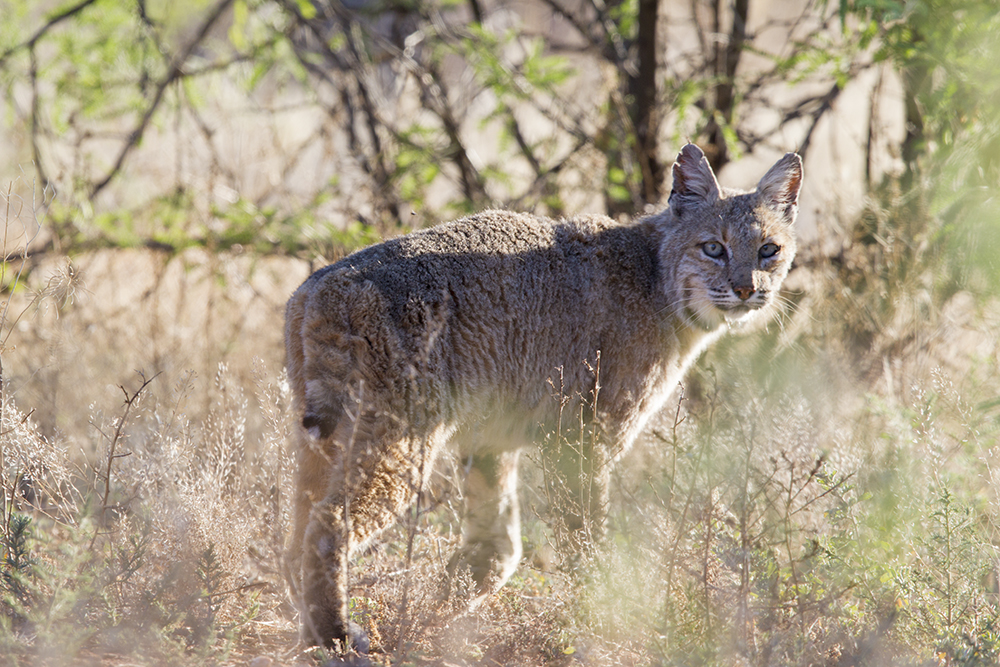 Bobcat4087