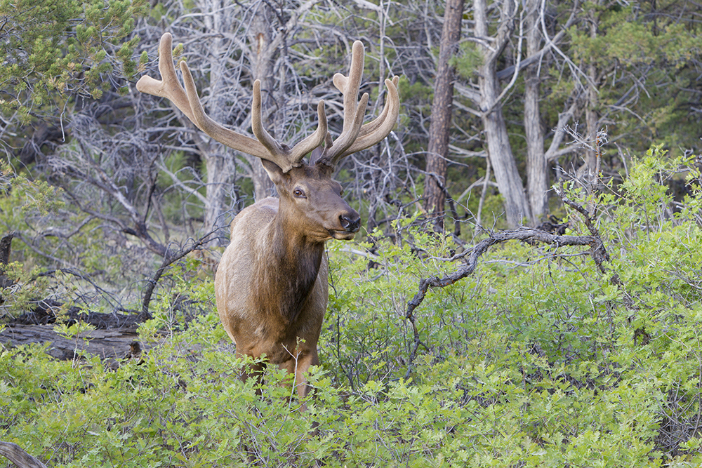 Elk (Male Bull)