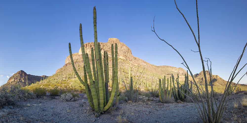 Organ Cactus - Organ Cactus National Monument, Arizona4176
