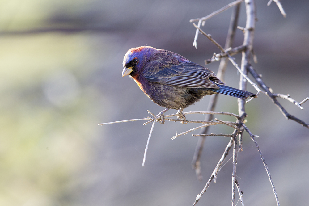 Varied Bunting