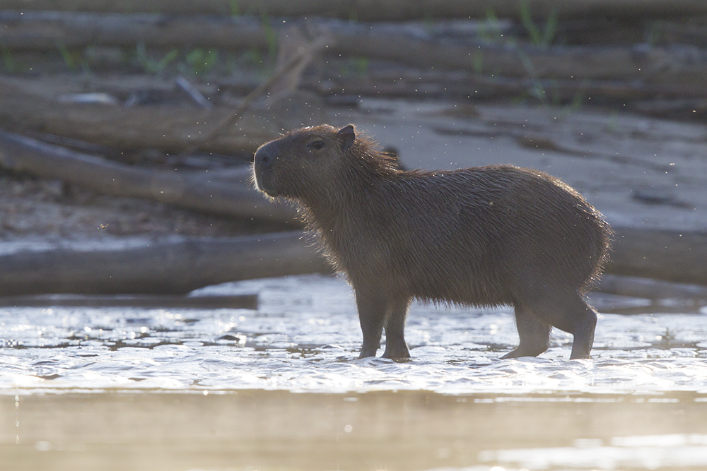 Capibara1