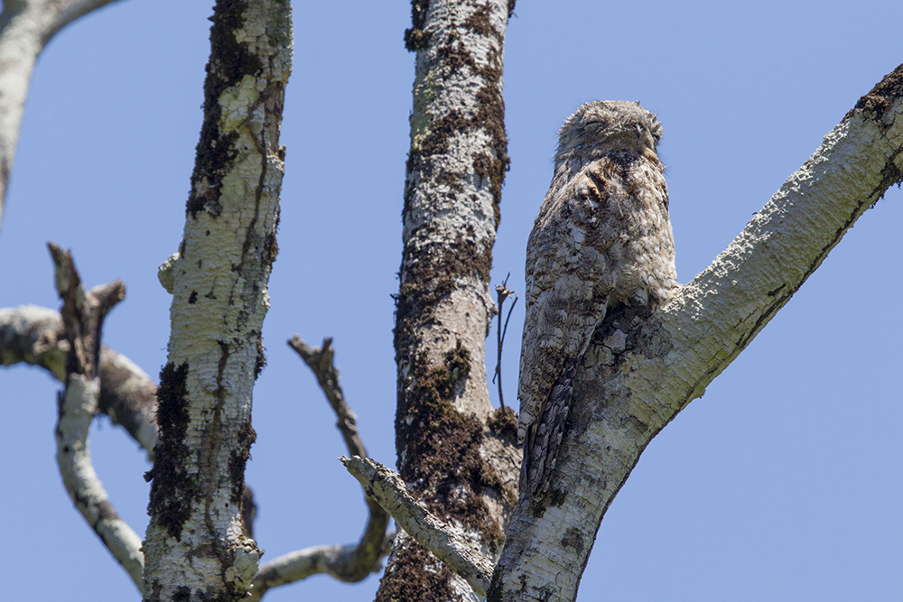 Greater Potoo