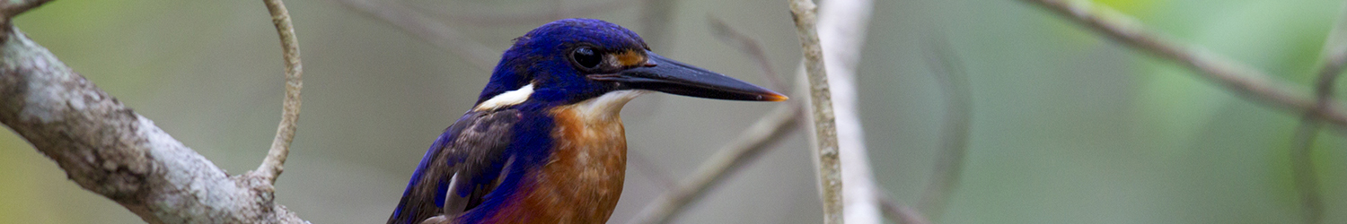 Azure Kingfisher - Fogg Dam Reserve, Darwin