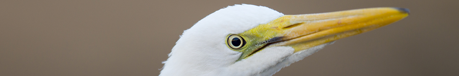 Great Egret (Profile)