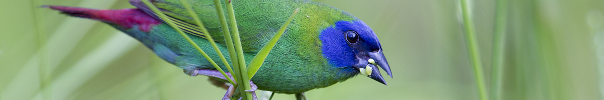 Blue-faced Parrot Finch (Male).