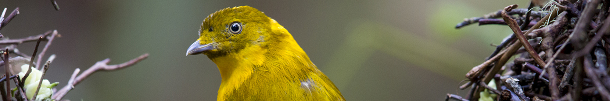 Golden Bowerbird (Male)