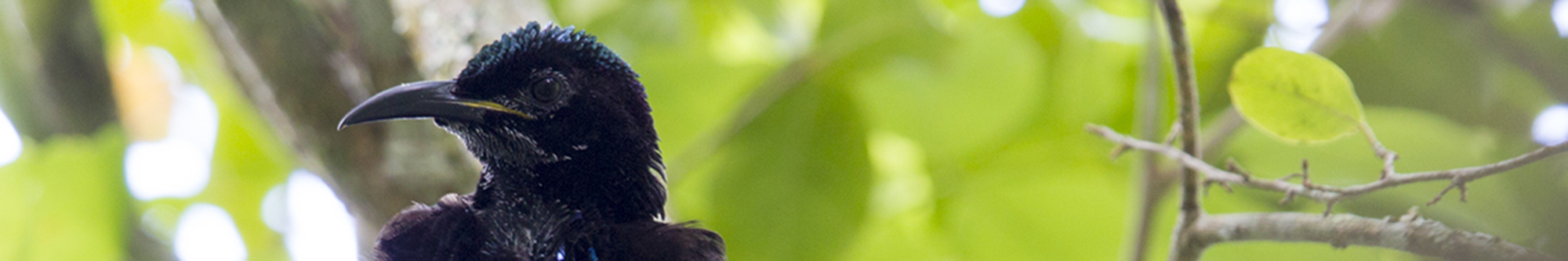 Victoria's Riflebird (Male)