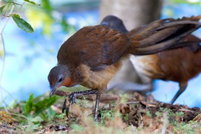 Albert's Lyrebird (Menura alberti) - Lammington National Park, QLD