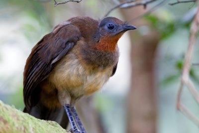 Albert's Lyrebird (Menura alberti) - Lammington National Park, QLD.
