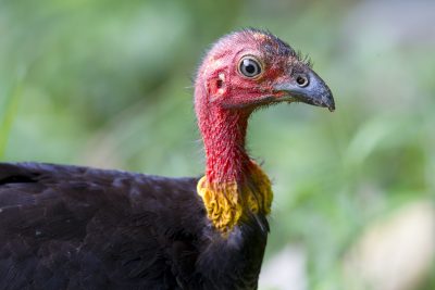 Australian Brush-turkey (Profile Alectura lathami lathami) - Julatten, QLD