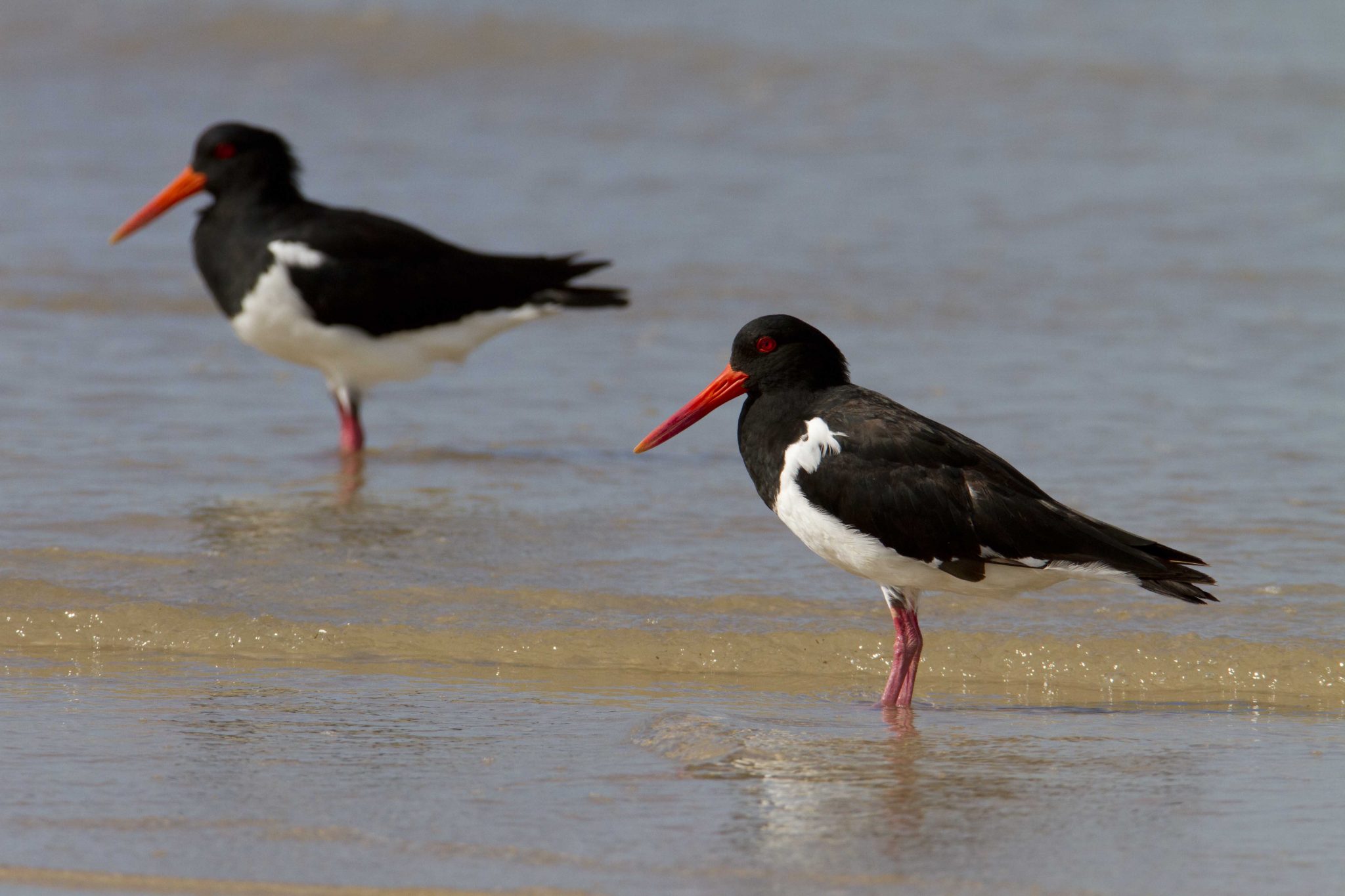 Australian Pied Oystercatcher (Haematopus longirostris) Lee Point, NT