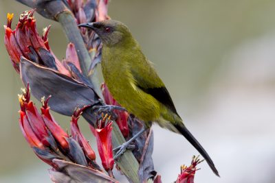Bellbird - South Island, New Zealand