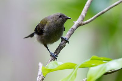 Bellbird (Female)  - Titititi Matungi Island, NZ