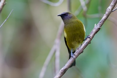 Bellbird  - Titititi Matungi Island, NZ