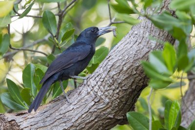 Black Butcherbird (Cracticus quoyi spaldingi) - East Point Boardwalk, NT