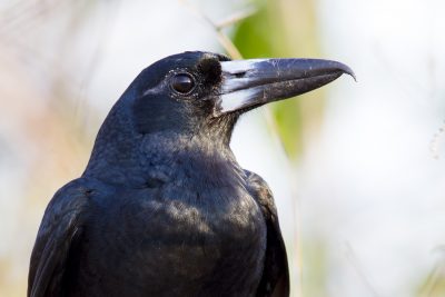 Black Butcherbird (Cracticus quoyi spaldingi) - East Point, NT