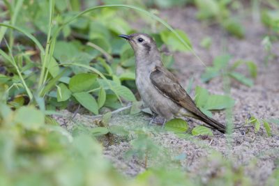Black-eared Cuckoo (Chalcites osculans) - Casuarina Coastal Reserve, NT (2)