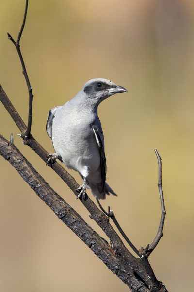 Black-faced Cuckoo-shrike (Coracina novaehollandiae melanops) - Katherine, NT
