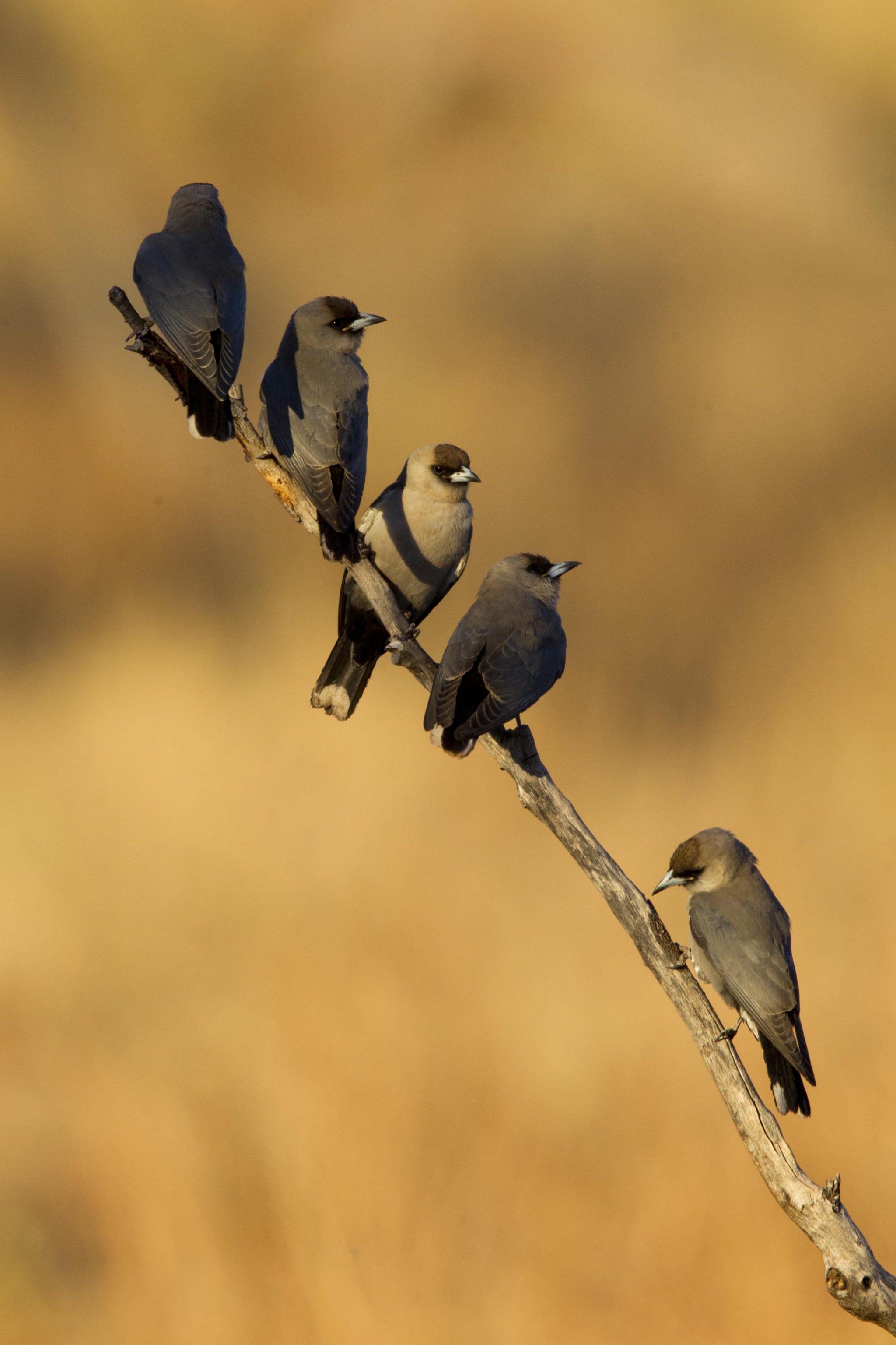 Black Faced Woodswallow (Artamus cinereus melanops) - Buntine Highway, NT