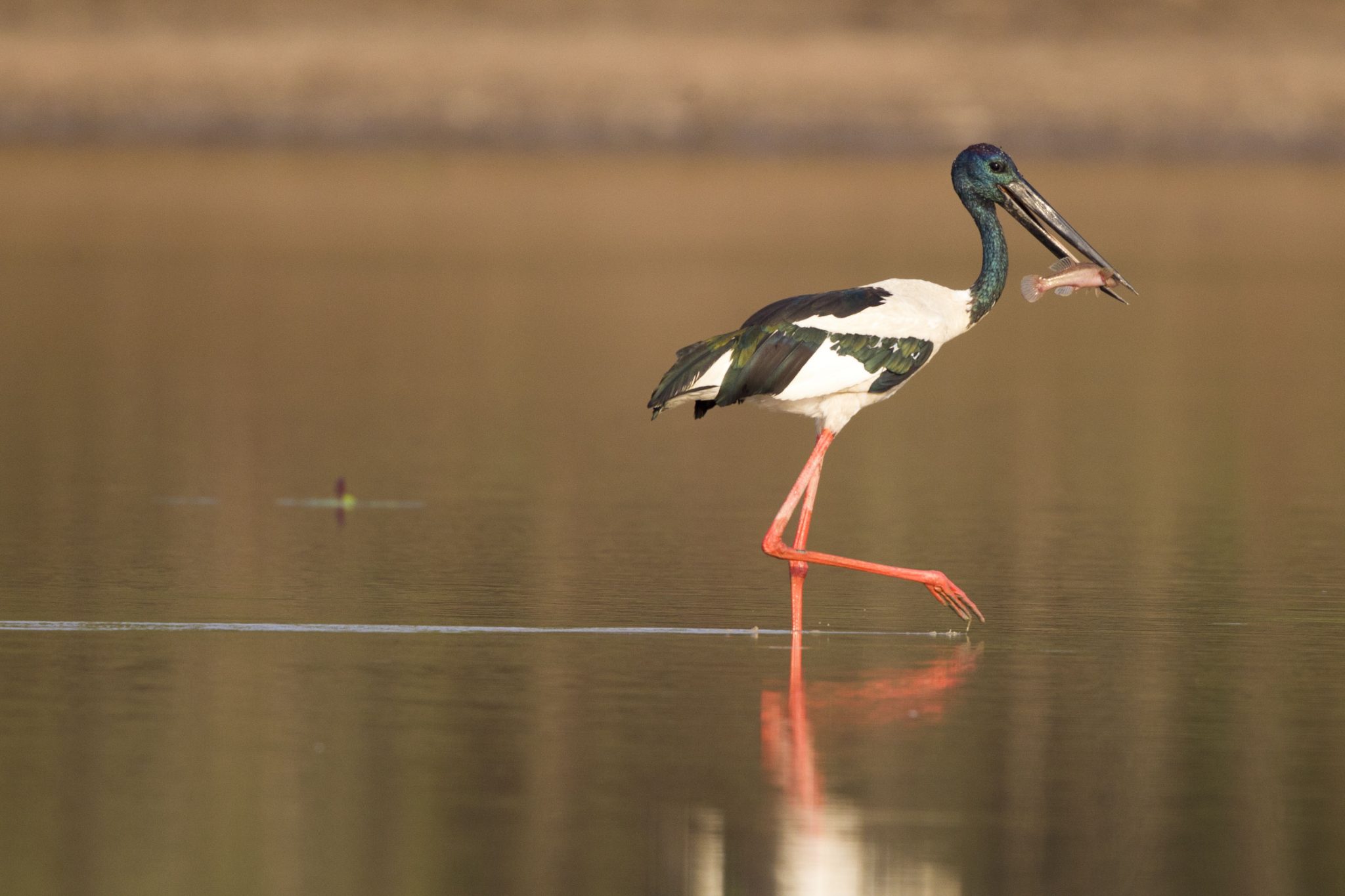 Black-necked Stork Ephippiorhynchus asiaticus australis) - Bird Billabong, NT