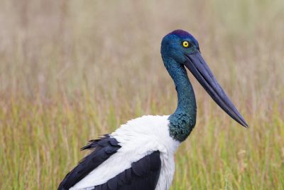 Black-necked Stork Ephippiorhynchus asiaticus australis) - Fogg Dam, NT