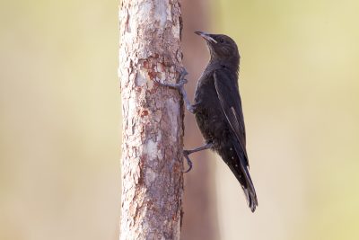 Black-tailed Treecreeper (Juv - Climacteris melanura melanura) - Marrakai Track, NT