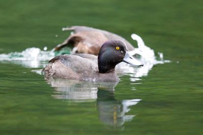 Black Teal (Scaup) - South Island, New Zealand