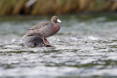 Blue Duck (Female) - Turangi, New Zealand