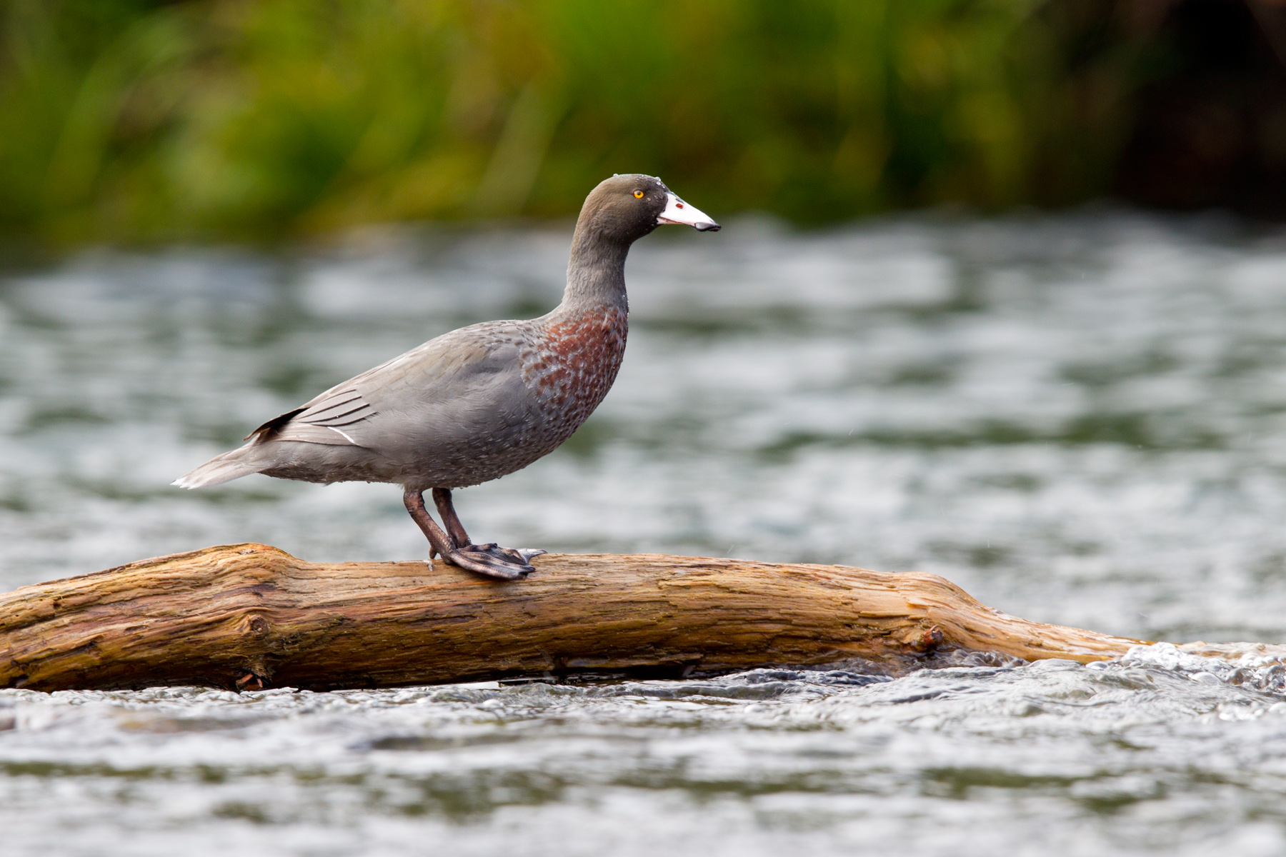 Blue Duck (Male) - Turangi, NZ