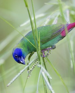 GUIDE TO FINDING BIRDS AROUND CAIRNS