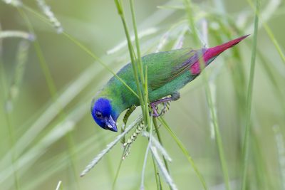 Blue Faced Parrot Finch (Male - Erythrura trichroa macgillivrayi) - Mt Lewis, QLD (2)