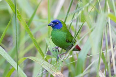 Blue Faced Parrot Finch (Male - Erythrura trichroa macgillivrayi) - Mt Lewis, QLD (4)