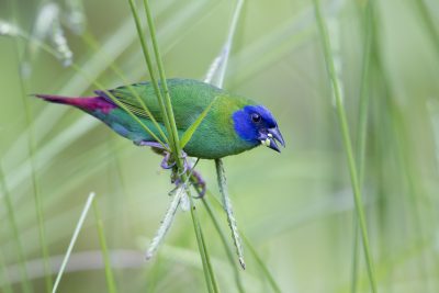 Blue Faced Parrot Finch (Male - Erythrura trichroa macgillivrayi) - Mt Lewis, QLD