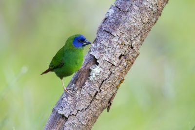 Blue Faced Parrot Finch (Male - Erythrura trichroa macgillivrayi) - Mt Lewis, QLD (6)