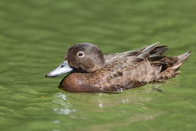 Brown Teal  - Northland, New Zealand