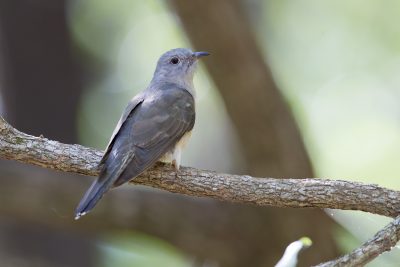 Brush Cuckoo (Cacomantis variolosus dumetorum) - Arnhemland, NT (2)