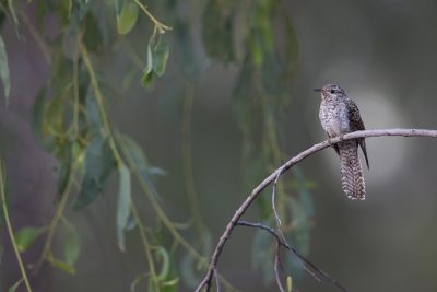 Brush Cuckoo (Cacomantis variolosus dumetorum) - Arnhemland, NT