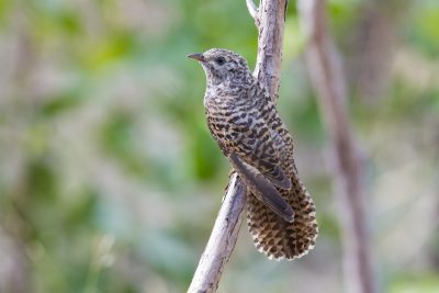 Brush Cuckoo (Cacomantis variolosus dumetorum) - Mary River, NT (2)
