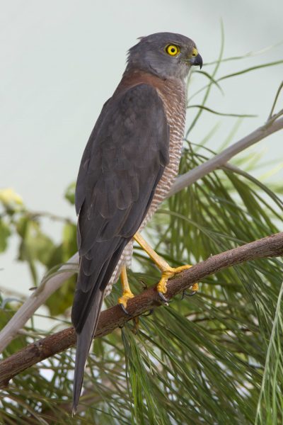Collared Sparrowhawk (Accipiter cirrocephalus cirrhocephalis) - Darwin, NT
