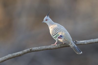 Crested Pigeon (Ocyphaps lophotes lophotes) - Top Springs, NT