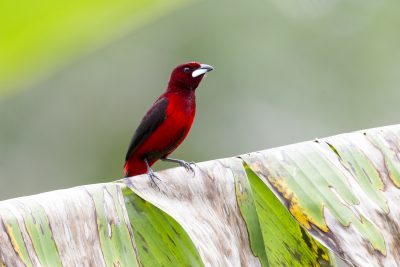 Crimson-backed Tanager (Male)