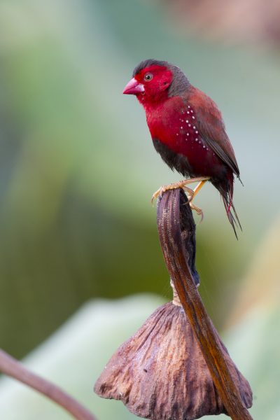 Crimson Finch (Neochmia phaeton phaeton) - Darwin NT (2)
