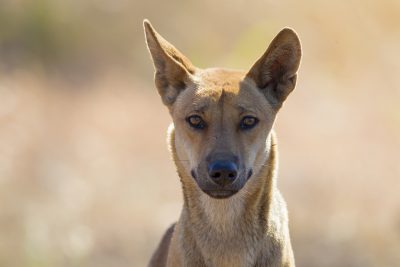 Dingo (Profile)