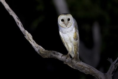 Eastern Barn Owl (Tyto alba delicatula) - Fogg Dam, NT (2)