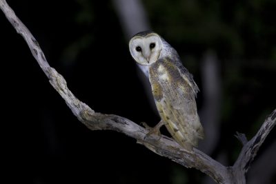 Eastern Barn Owl (Tyto alba delicatula) - Fogg Dam, NT
