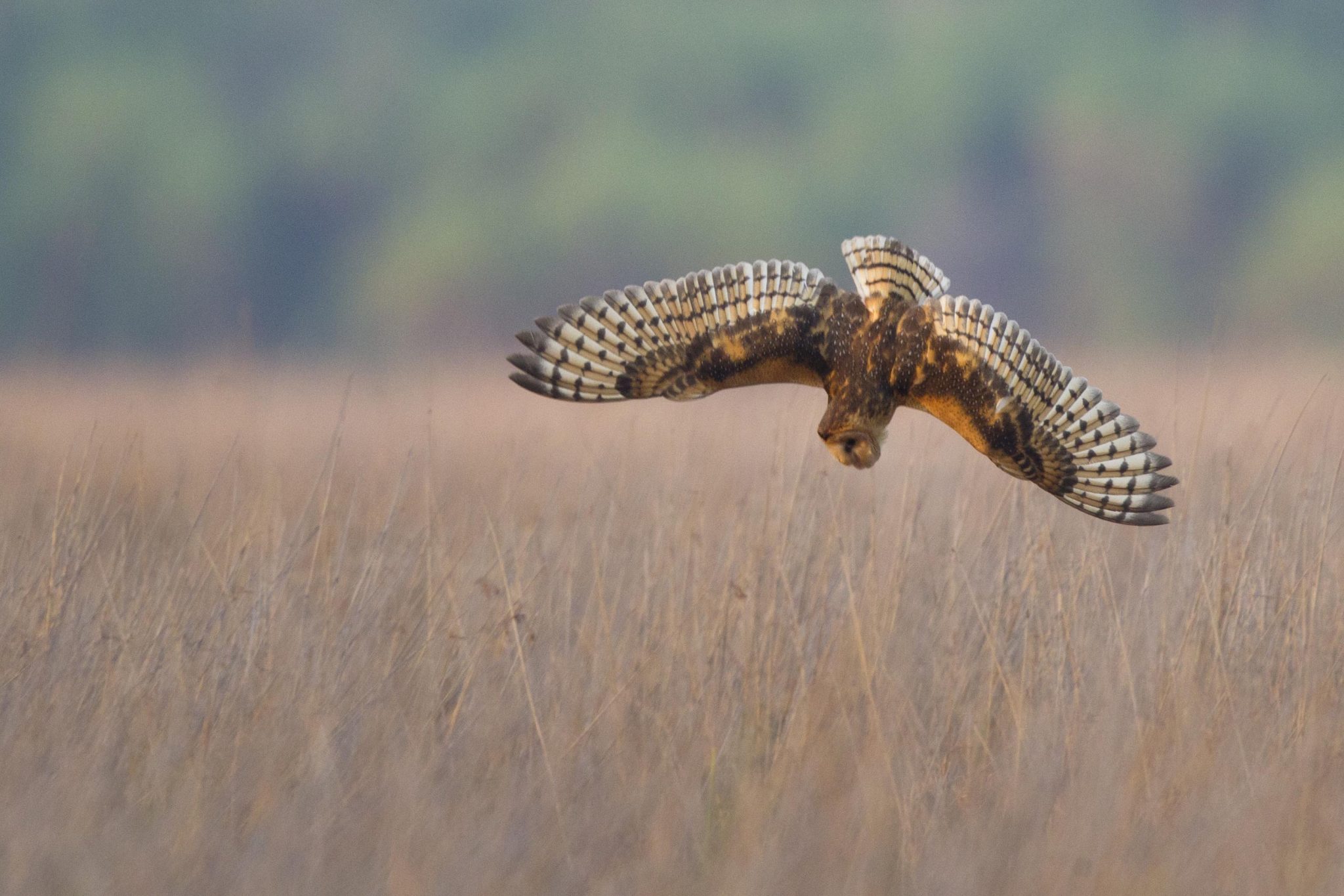 Eastern Grass Owl (Tyto longimembris longimembris) - Holmes Jungle, NT